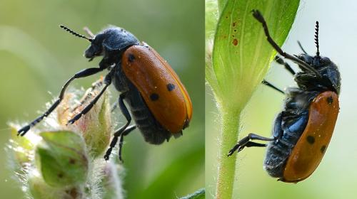 Lachnaia pubescens